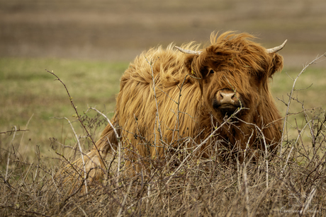 Oog in oog met de natuur