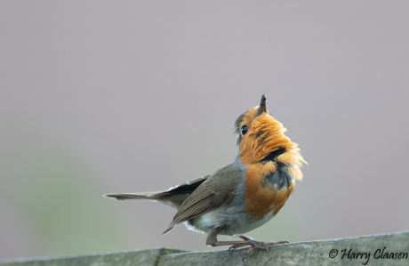 Baldsende roodborst 