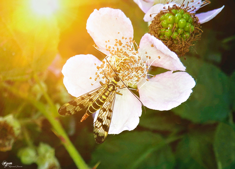 Scorpionfly