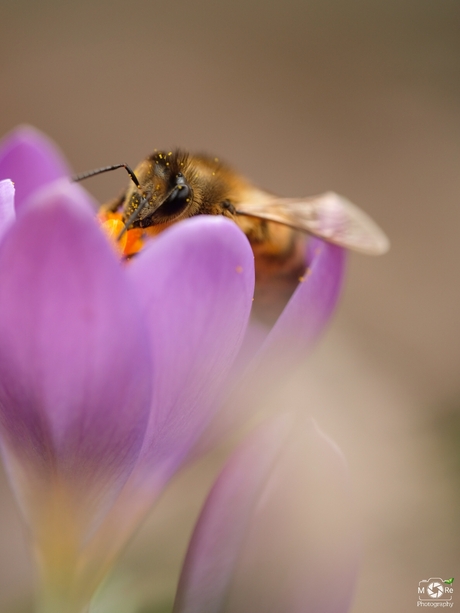 B(l)ij in de krokus