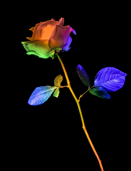 Kiss from a rose (1).....