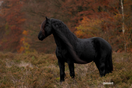 Fries paard in de herfst