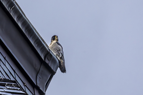 De snelste ter wereld!