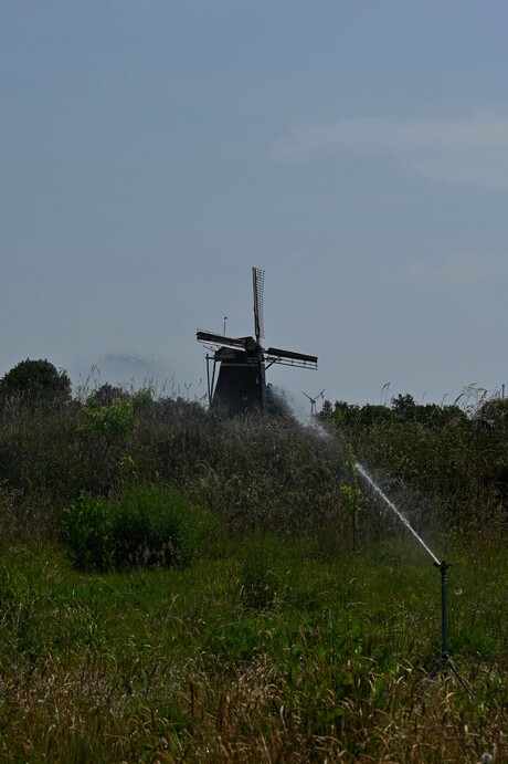 Zomer is:  Zelfs de molen besproeien als het heet is :-)