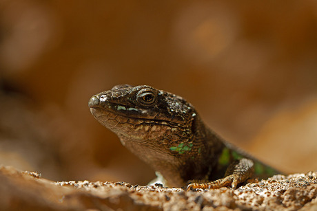 Lanzarote Lizard