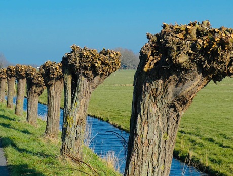 Wandelen langs vele knotwilgen