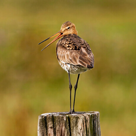 De grutto (Limosa limosa)