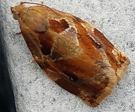 Gevlamde bladroller