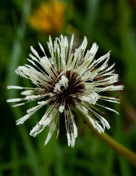 Dauwdruppels op de Paardenbloem