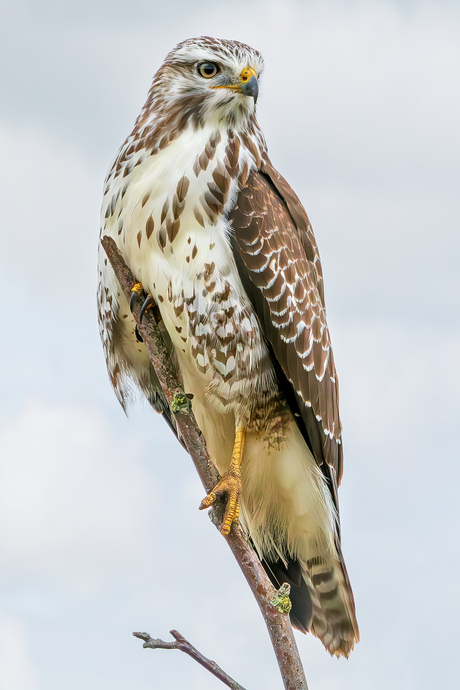Buizerd