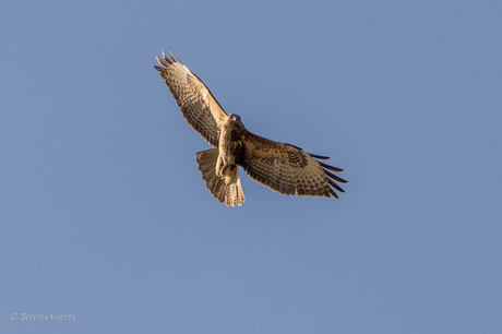 he was eyeballing me.... buizerd 