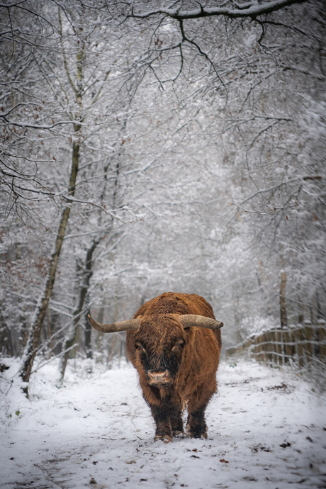 Schotse hooglander