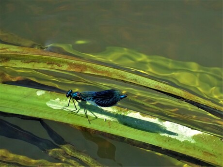 stromend water