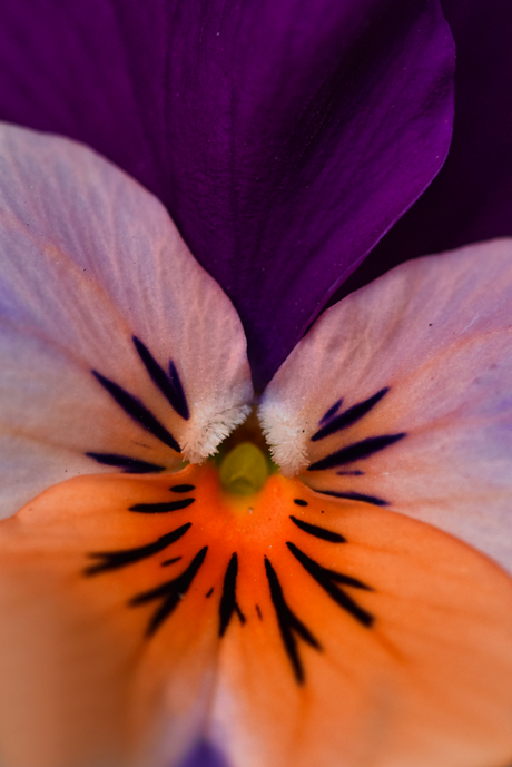 Close up of the viola