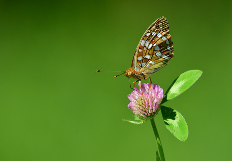 Bosrandparelmoervlinder