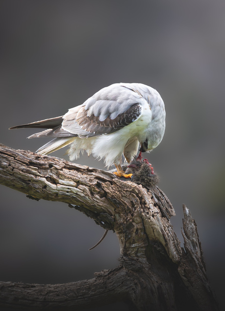 Australische Grijze Wouw 