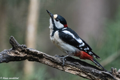 Grote bonte specht - 2198
