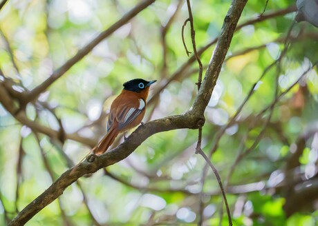 Malagasy paradise flycatcher