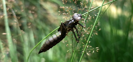 Pop van de libelle 