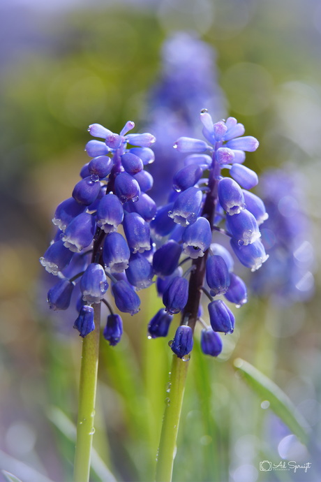 De Lente ontwaakt