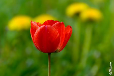 voorjaar horizontaal