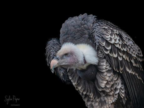 “Vultures are the most righteous of birds: they do not attack even the smallest living creature.”