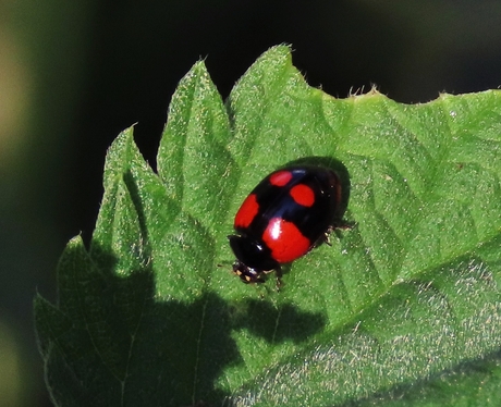 Viervleklieveheersbeestje