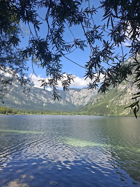 Door 'de ogen van de boom' 