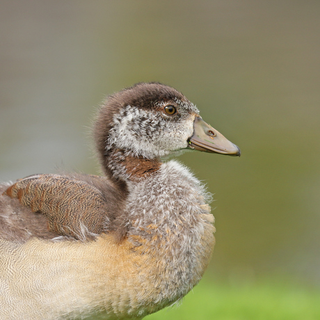 portret jonge gans