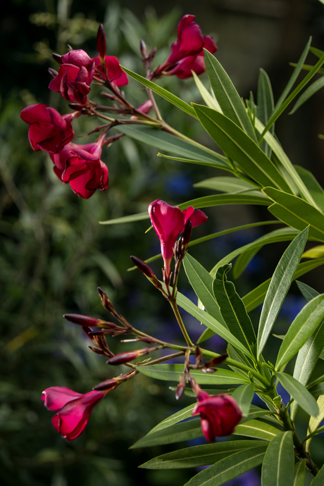 oleander