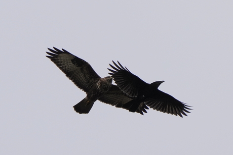 Buizerd en kraai hebben het met elkaar aan de stok