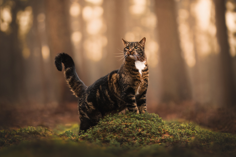 Kat op het zachte mosbed