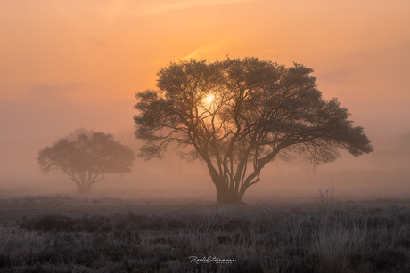 Dutch savanne