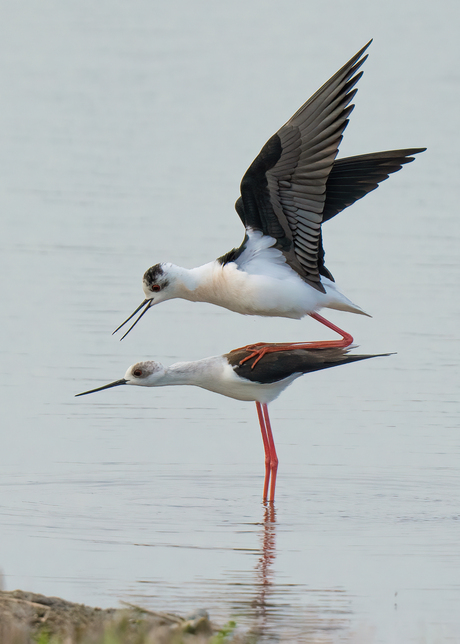 Reproduction