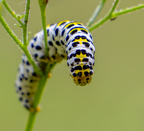 Rups