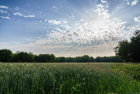 Zomerochtend 