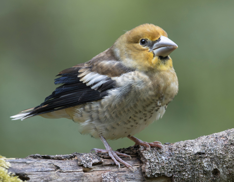 Appelvink (J)