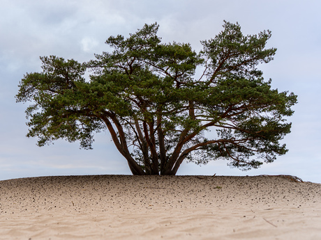 Soesterduinen