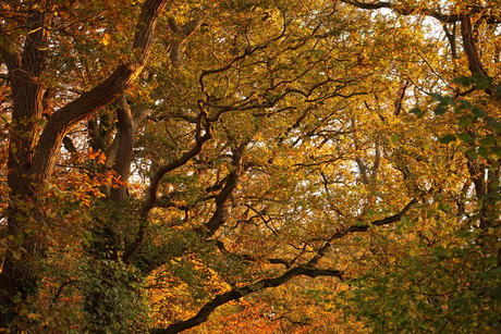 Herfstkleuren 