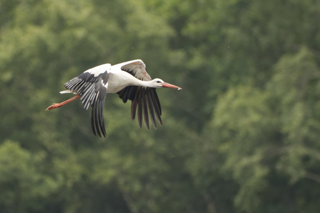 Laag vliegende ooievaar