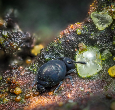 Zwarte springstaartje. 