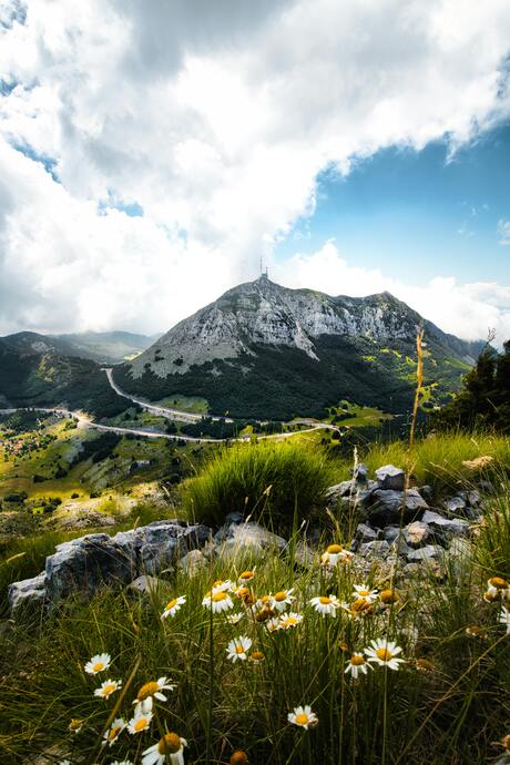Bloemen aan de rand van de bergen