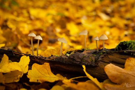 Paddenstoeltjes in kleurrijke omgeving