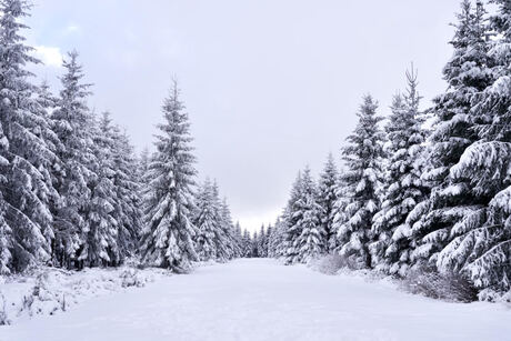 Met Zoom in Hautes Fagnes