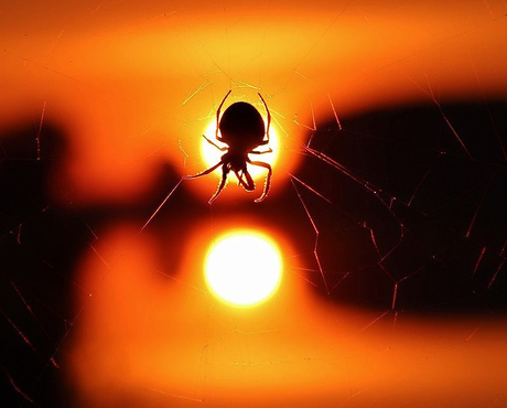 Spin in web aan brugleuning boven water bij zonsopkomst