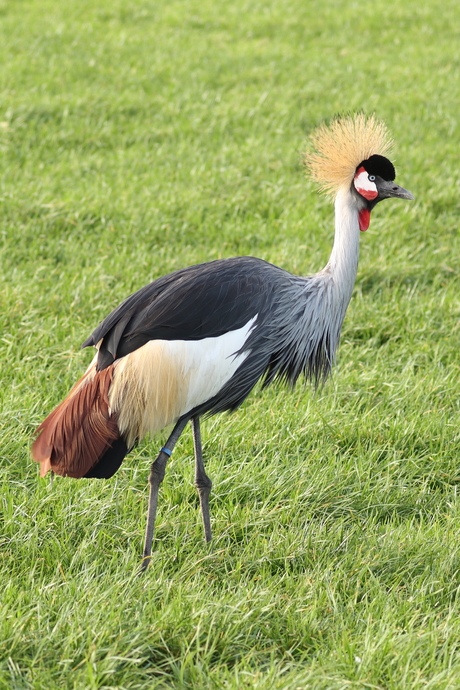 Pronkende Kraanvogel