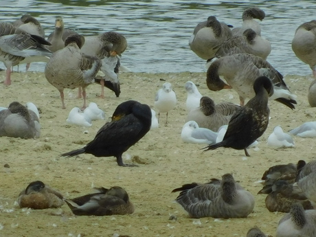 Vogelkijkhut