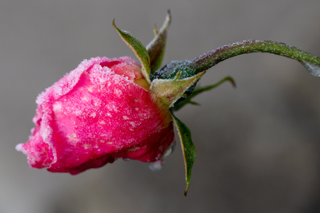 Frozen rose