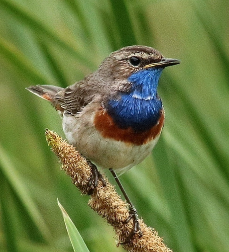 Blauwborst 