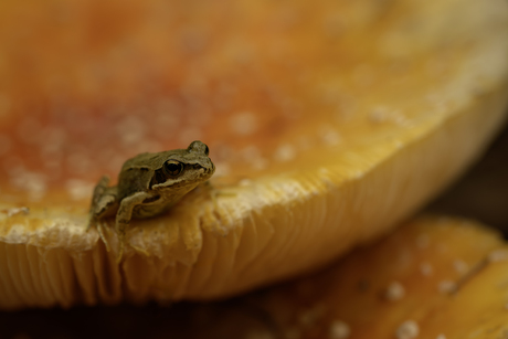 Kleine gast op groot podium